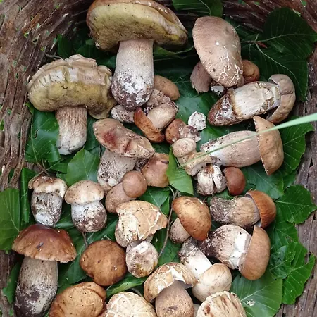 Gelsomino 4* Morano Calabro