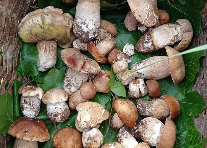 Gelsomino 4* Morano Calabro